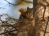 EDMONTON, CANADA - FEBRUARY 23, 2024:
A grey squirrel perched on a tree in a park in Edmonton South area, on February 23, 2024, in Edmonton,...