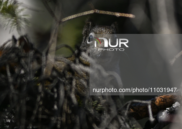 EDMONTON, CANADA - FEBRUARY 23, 2024:
A grey squirrel perched on a tree in a park in Edmonton South area, on February 23, 2024, in Edmonton,...