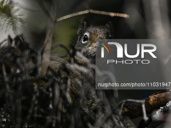 EDMONTON, CANADA - FEBRUARY 23, 2024:
A grey squirrel perched on a tree in a park in Edmonton South area, on February 23, 2024, in Edmonton,...