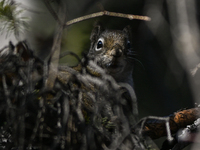 EDMONTON, CANADA - FEBRUARY 23, 2024:
A grey squirrel perched on a tree in a park in Edmonton South area, on February 23, 2024, in Edmonton,...