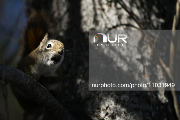 EDMONTON, CANADA - FEBRUARY 23, 2024:
A grey squirrel perched on a tree in a park in Edmonton South area, on February 23, 2024, in Edmonton,...