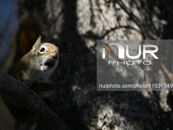 EDMONTON, CANADA - FEBRUARY 23, 2024:
A grey squirrel perched on a tree in a park in Edmonton South area, on February 23, 2024, in Edmonton,...