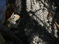 EDMONTON, CANADA - FEBRUARY 23, 2024:
A grey squirrel perched on a tree in a park in Edmonton South area, on February 23, 2024, in Edmonton,...