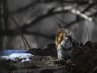 EDMONTON, CANADA - FEBRUARY 23, 2024:
A grey squirrel seen in a park in Edmonton South area, on February 23, 2024, in Edmonton, Alberta, Can...