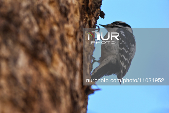 EDMONTON, CANADA - FEBRUARY 23, 2024:
A male Hairy Woodpecker seen in a wood in the Rutherford area of Edmonton, on February 23, 2024, in Ed...