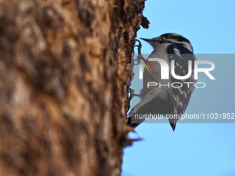 EDMONTON, CANADA - FEBRUARY 23, 2024:
A male Hairy Woodpecker seen in a wood in the Rutherford area of Edmonton, on February 23, 2024, in Ed...