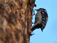 EDMONTON, CANADA - FEBRUARY 23, 2024:
A male Hairy Woodpecker seen in a wood in the Rutherford area of Edmonton, on February 23, 2024, in Ed...