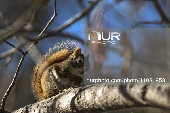 EDMONTON, CANADA - FEBRUARY 23, 2024:
A grey squirrel perched on a tree in a park in Edmonton South area, on February 23, 2024, in Edmonton,...