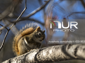 EDMONTON, CANADA - FEBRUARY 23, 2024:
A grey squirrel perched on a tree in a park in Edmonton South area, on February 23, 2024, in Edmonton,...