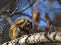 EDMONTON, CANADA - FEBRUARY 23, 2024:
A grey squirrel perched on a tree in a park in Edmonton South area, on February 23, 2024, in Edmonton,...