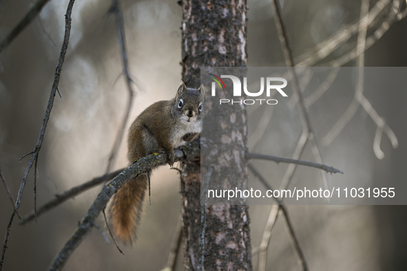 EDMONTON, CANADA - FEBRUARY 23, 2024:
A grey squirrel perched on a tree in a park in Edmonton South area, on February 23, 2024, in Edmonton,...