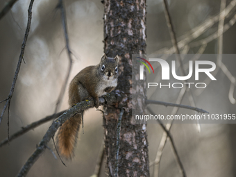 EDMONTON, CANADA - FEBRUARY 23, 2024:
A grey squirrel perched on a tree in a park in Edmonton South area, on February 23, 2024, in Edmonton,...