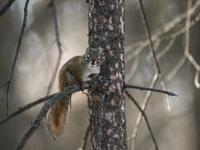 EDMONTON, CANADA - FEBRUARY 23, 2024:
A grey squirrel perched on a tree in a park in Edmonton South area, on February 23, 2024, in Edmonton,...