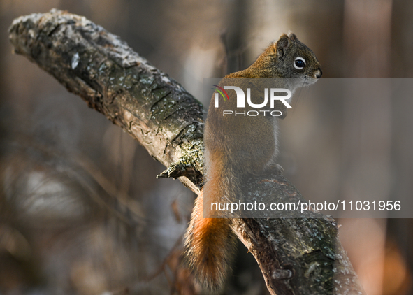 EDMONTON, CANADA - FEBRUARY 23, 2024:
A grey squirrel perched on a tree in a park in Edmonton South area, on February 23, 2024, in Edmonton,...