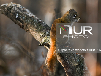 EDMONTON, CANADA - FEBRUARY 23, 2024:
A grey squirrel perched on a tree in a park in Edmonton South area, on February 23, 2024, in Edmonton,...