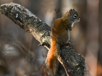 EDMONTON, CANADA - FEBRUARY 23, 2024:
A grey squirrel perched on a tree in a park in Edmonton South area, on February 23, 2024, in Edmonton,...