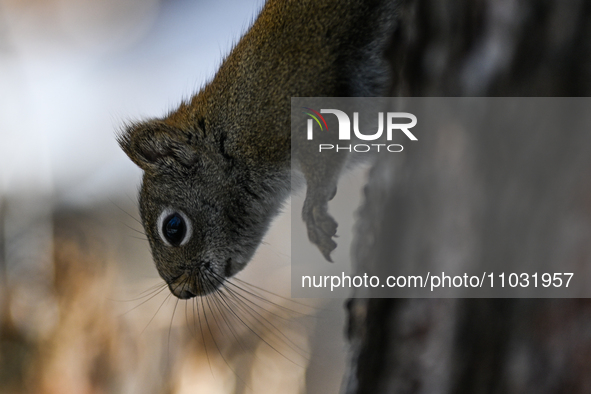 EDMONTON, CANADA - FEBRUARY 23, 2024:
A grey squirrel seen in a park in Edmonton South area, on February 23, 2024, in Edmonton, Alberta, Can...