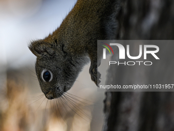 EDMONTON, CANADA - FEBRUARY 23, 2024:
A grey squirrel seen in a park in Edmonton South area, on February 23, 2024, in Edmonton, Alberta, Can...