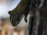 EDMONTON, CANADA - FEBRUARY 23, 2024:
A grey squirrel seen in a park in Edmonton South area, on February 23, 2024, in Edmonton, Alberta, Can...