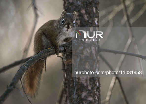 EDMONTON, CANADA - FEBRUARY 23, 2024:
A grey squirrel perched on a tree in a park in Edmonton South area, on February 23, 2024, in Edmonton,...