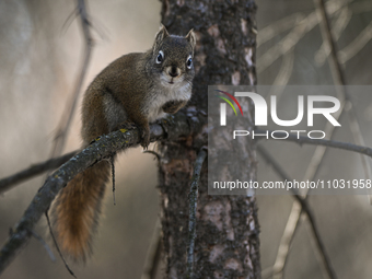 EDMONTON, CANADA - FEBRUARY 23, 2024:
A grey squirrel perched on a tree in a park in Edmonton South area, on February 23, 2024, in Edmonton,...