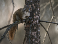 EDMONTON, CANADA - FEBRUARY 23, 2024:
A grey squirrel perched on a tree in a park in Edmonton South area, on February 23, 2024, in Edmonton,...