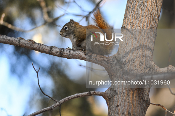 EDMONTON, CANADA - FEBRUARY 23, 2024:
A grey squirrel perched on a tree in a park in Edmonton South area, on February 23, 2024, in Edmonton,...