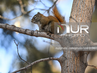 EDMONTON, CANADA - FEBRUARY 23, 2024:
A grey squirrel perched on a tree in a park in Edmonton South area, on February 23, 2024, in Edmonton,...