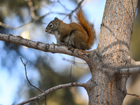 EDMONTON, CANADA - FEBRUARY 23, 2024:
A grey squirrel perched on a tree in a park in Edmonton South area, on February 23, 2024, in Edmonton,...