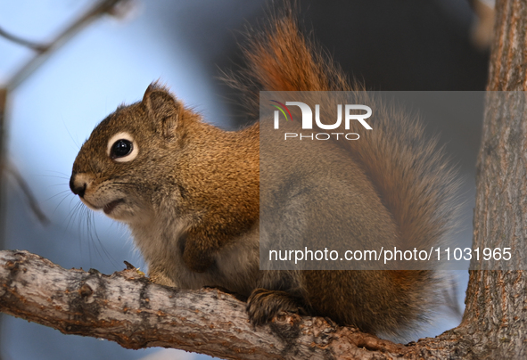 EDMONTON, CANADA - FEBRUARY 23, 2024:
A grey squirrel perched on a tree in a park in Edmonton South area, on February 23, 2024, in Edmonton,...