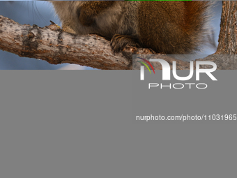 EDMONTON, CANADA - FEBRUARY 23, 2024:
A grey squirrel perched on a tree in a park in Edmonton South area, on February 23, 2024, in Edmonton,...