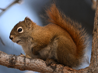 EDMONTON, CANADA - FEBRUARY 23, 2024:
A grey squirrel perched on a tree in a park in Edmonton South area, on February 23, 2024, in Edmonton,...