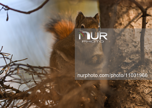 EDMONTON, CANADA - FEBRUARY 23, 2024:
A grey squirrel perched on a tree in a park in Edmonton South area, on February 23, 2024, in Edmonton,...