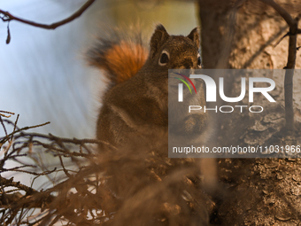 EDMONTON, CANADA - FEBRUARY 23, 2024:
A grey squirrel perched on a tree in a park in Edmonton South area, on February 23, 2024, in Edmonton,...