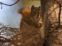 EDMONTON, CANADA - FEBRUARY 23, 2024:
A grey squirrel perched on a tree in a park in Edmonton South area, on February 23, 2024, in Edmonton,...