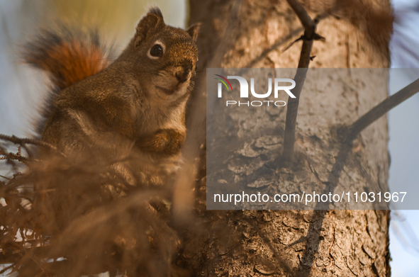 EDMONTON, CANADA - FEBRUARY 23, 2024:
A grey squirrel perched on a tree in a park in Edmonton South area, on February 23, 2024, in Edmonton,...