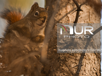 EDMONTON, CANADA - FEBRUARY 23, 2024:
A grey squirrel perched on a tree in a park in Edmonton South area, on February 23, 2024, in Edmonton,...