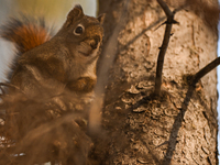 EDMONTON, CANADA - FEBRUARY 23, 2024:
A grey squirrel perched on a tree in a park in Edmonton South area, on February 23, 2024, in Edmonton,...