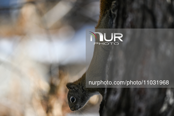 EDMONTON, CANADA - FEBRUARY 23, 2024:
A grey squirrel seen in a park in Edmonton South area, on February 23, 2024, in Edmonton, Alberta, Can...