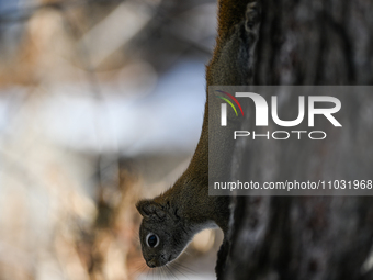 EDMONTON, CANADA - FEBRUARY 23, 2024:
A grey squirrel seen in a park in Edmonton South area, on February 23, 2024, in Edmonton, Alberta, Can...