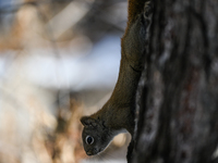 EDMONTON, CANADA - FEBRUARY 23, 2024:
A grey squirrel seen in a park in Edmonton South area, on February 23, 2024, in Edmonton, Alberta, Can...