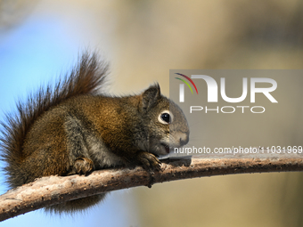 EDMONTON, CANADA - FEBRUARY 23, 2024:
A grey squirrel perched on a tree in a park in Edmonton South area, on February 23, 2024, in Edmonton,...