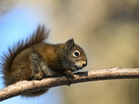 EDMONTON, CANADA - FEBRUARY 23, 2024:
A grey squirrel perched on a tree in a park in Edmonton South area, on February 23, 2024, in Edmonton,...