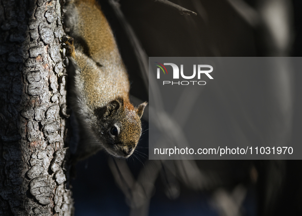 EDMONTON, CANADA - FEBRUARY 23, 2024:
A grey squirrel perched on a tree in a park in Edmonton South area, on February 23, 2024, in Edmonton,...