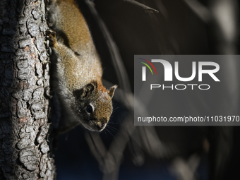 EDMONTON, CANADA - FEBRUARY 23, 2024:
A grey squirrel perched on a tree in a park in Edmonton South area, on February 23, 2024, in Edmonton,...