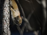 EDMONTON, CANADA - FEBRUARY 23, 2024:
A grey squirrel perched on a tree in a park in Edmonton South area, on February 23, 2024, in Edmonton,...