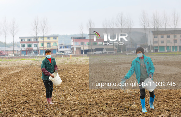 Villagers are applying compound fertilizer to a ploughed field at Renxian village in Chongqing, China, on February 27, 2024. 