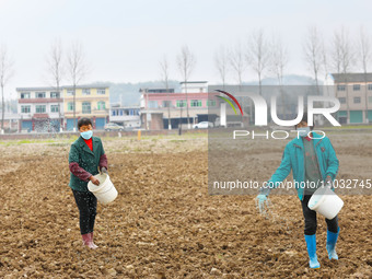 Villagers are applying compound fertilizer to a ploughed field at Renxian village in Chongqing, China, on February 27, 2024. (