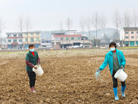 Villagers are applying compound fertilizer to a ploughed field at Renxian village in Chongqing, China, on February 27, 2024. (