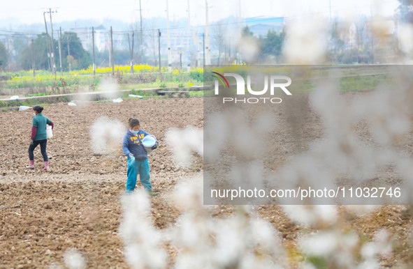 Villagers are applying compound fertilizer to a ploughed field at Renxian village in Chongqing, China, on February 27, 2024. 